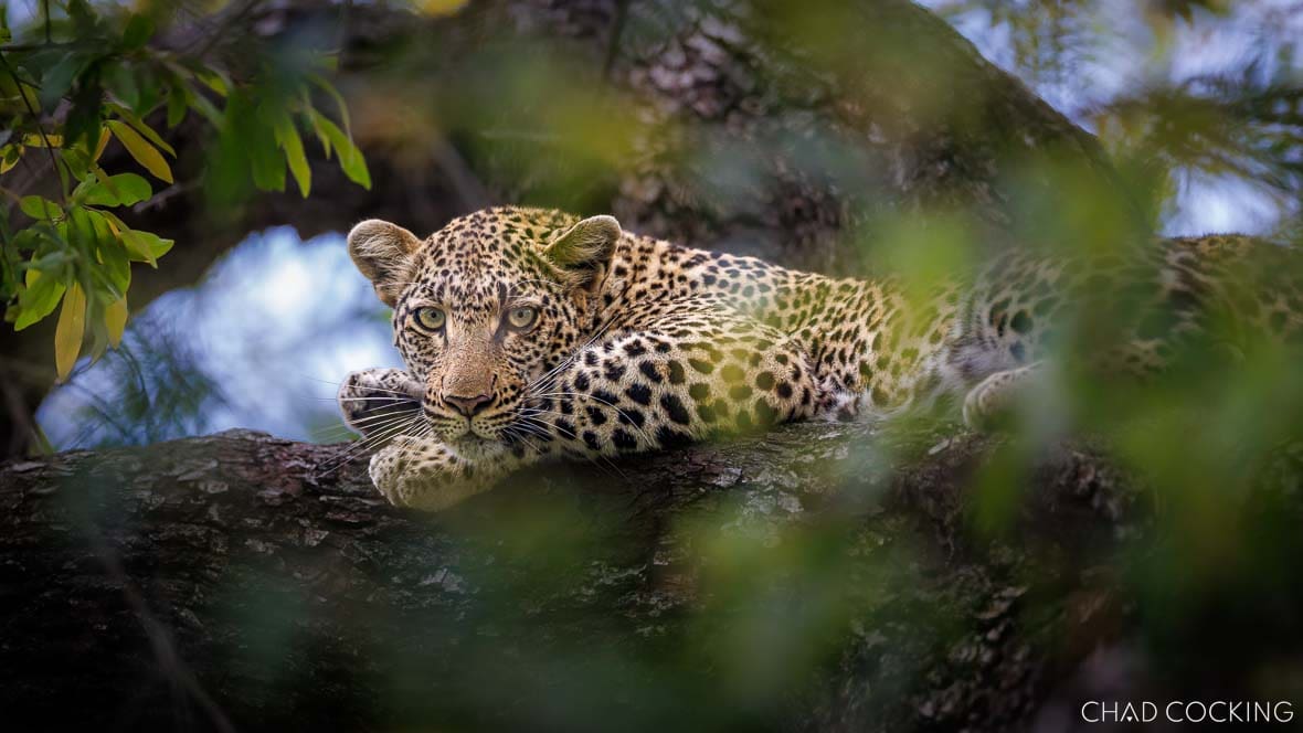 Female leopard resting on marula tree branch at Tanda Tula in Timbavati
