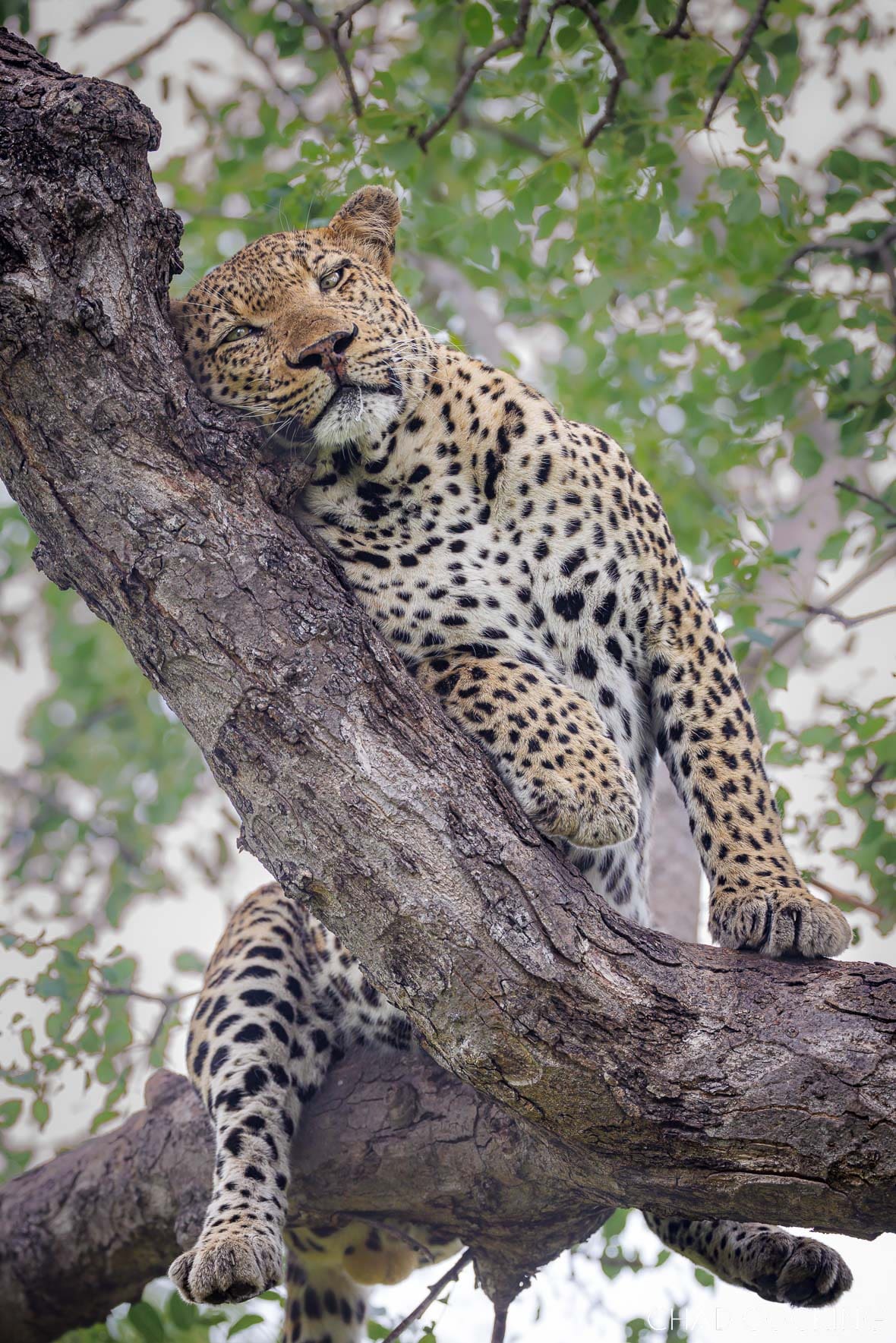 Female leopard Nyeleti resting in tree in Timbavati