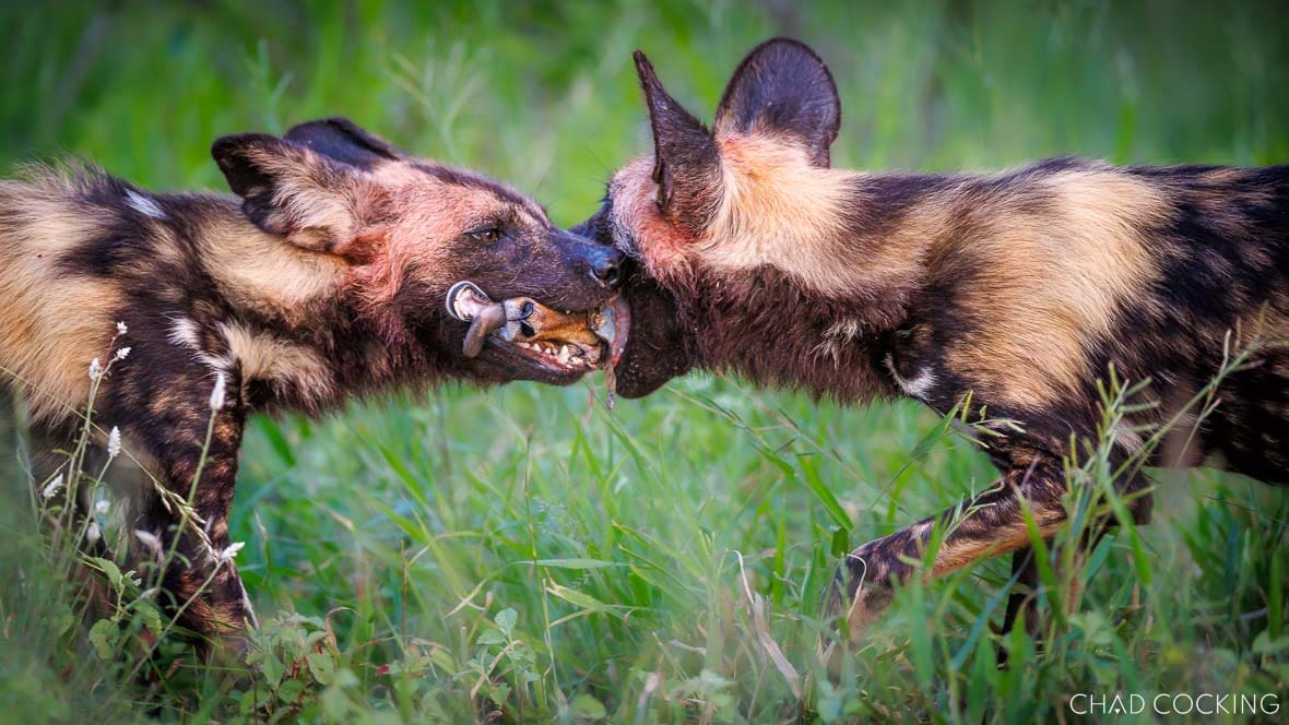 African wild dogs feeding on prey in green summer grass at Tanda Tula