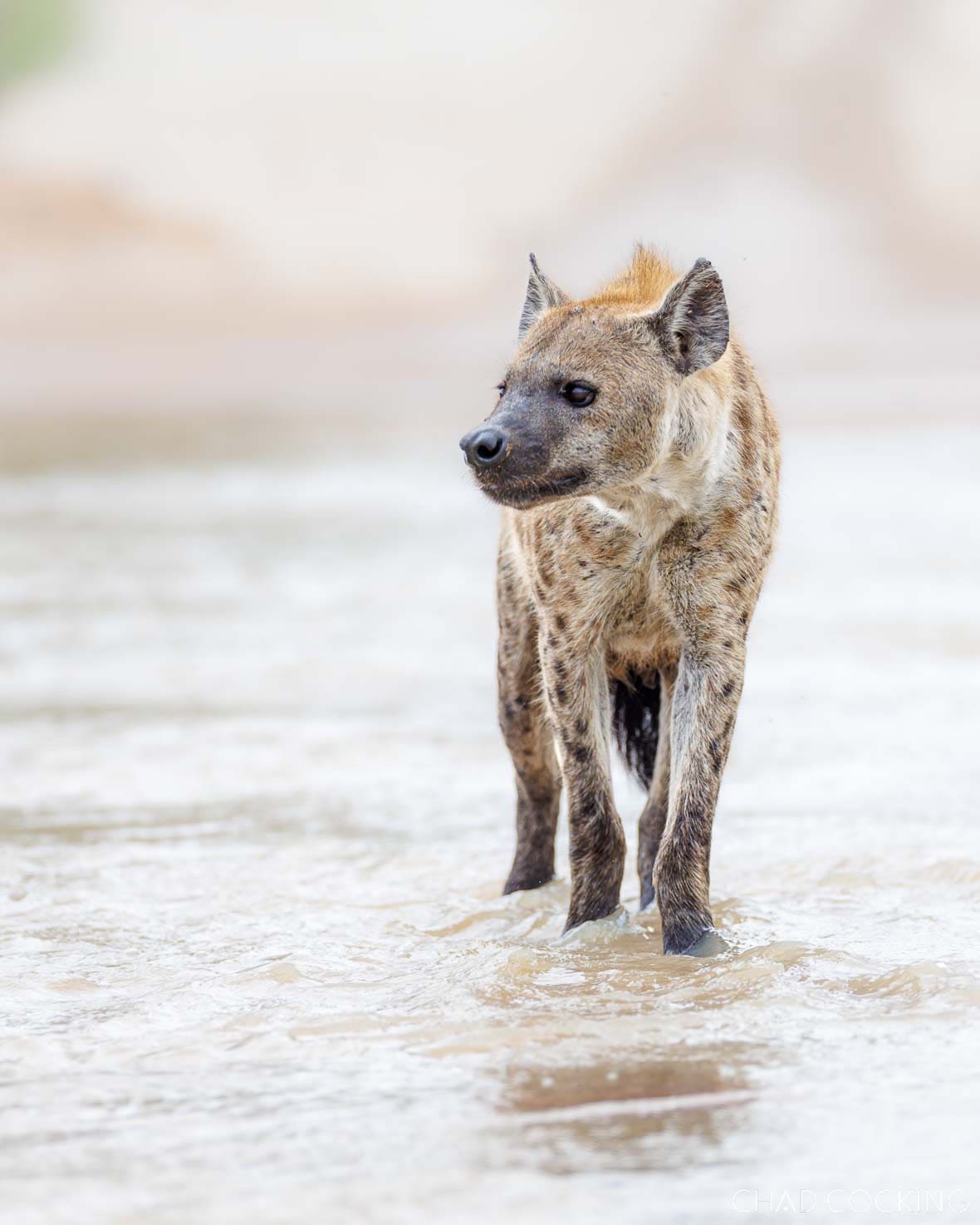 Spotted hyena standing in shallow floodwater after summer rains