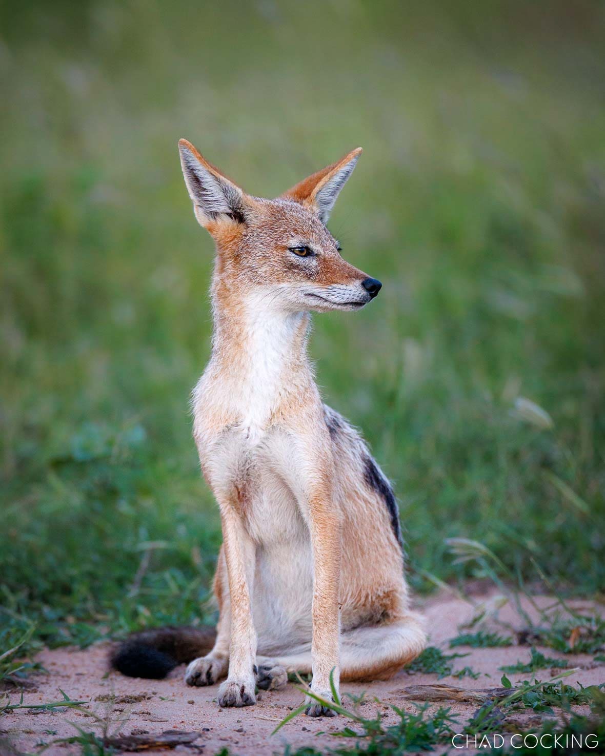 Black-backed jackal sitting alert on open plain in Timbavati