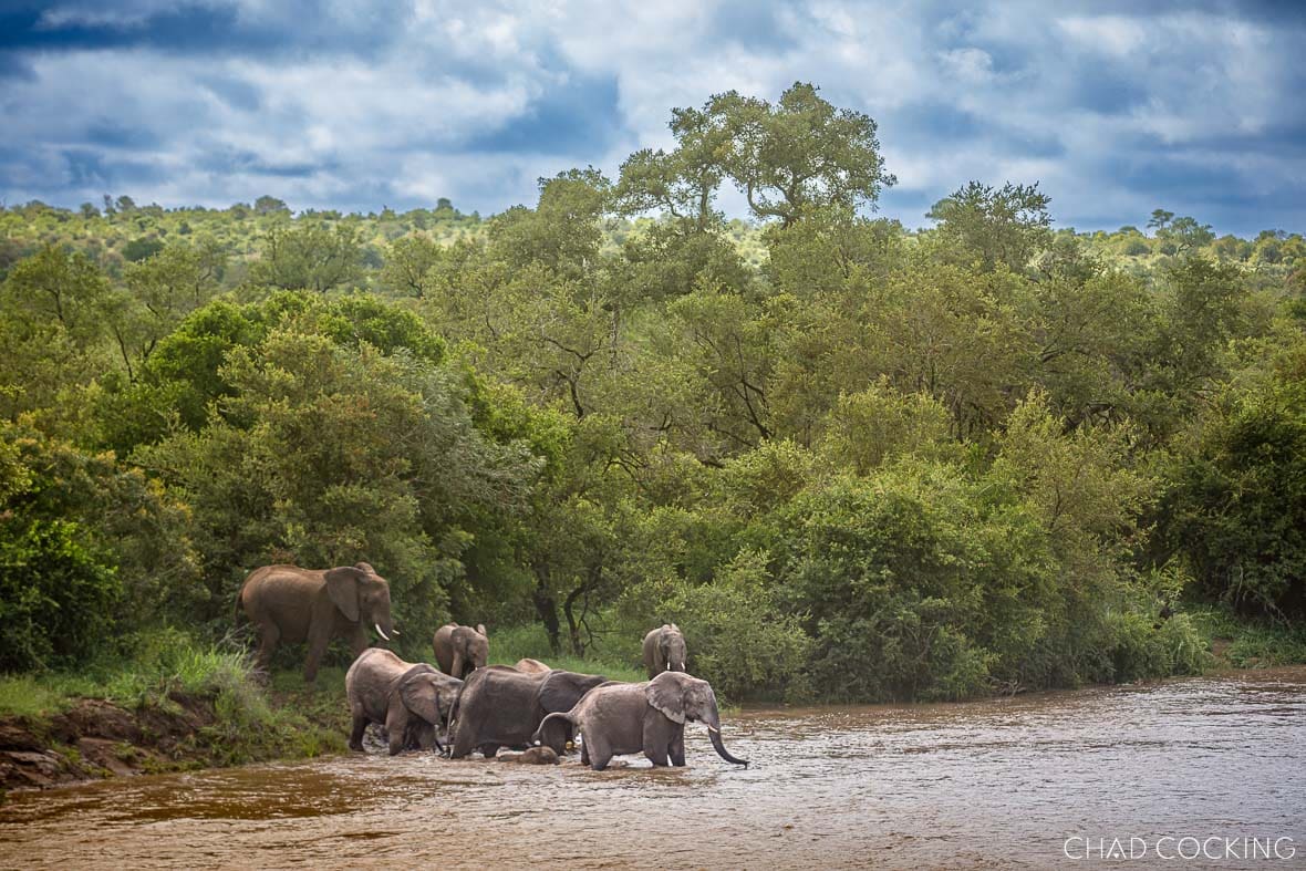 Elephant herd wading through flowing Nhlaralumi River in summer
