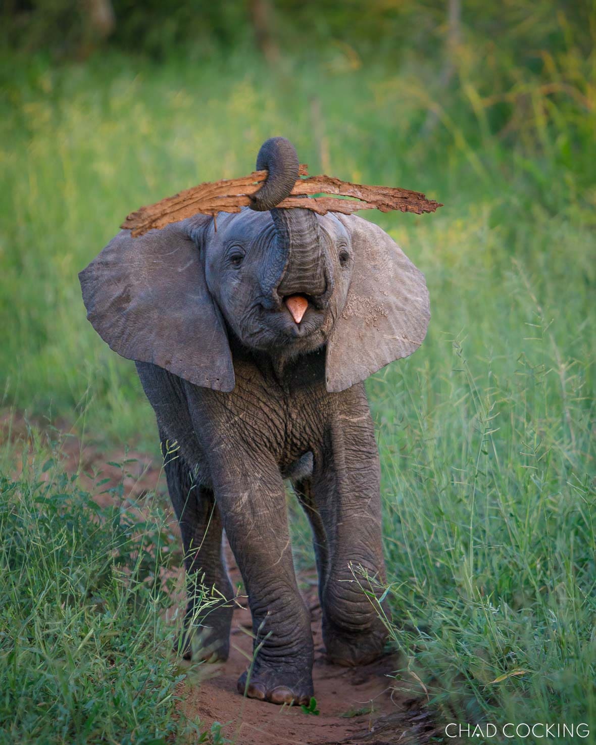Young elephant carrying branch in trunk in green summer grass in Timbavati