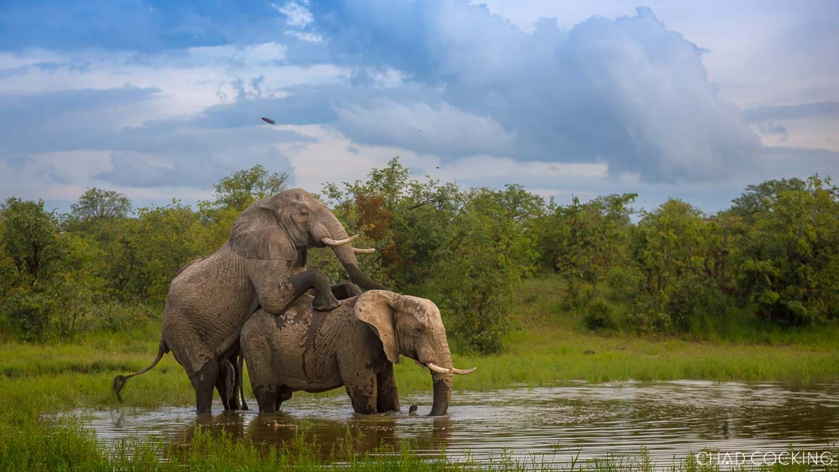Two bull elephants interacting in shallow water during summer in Timbavati