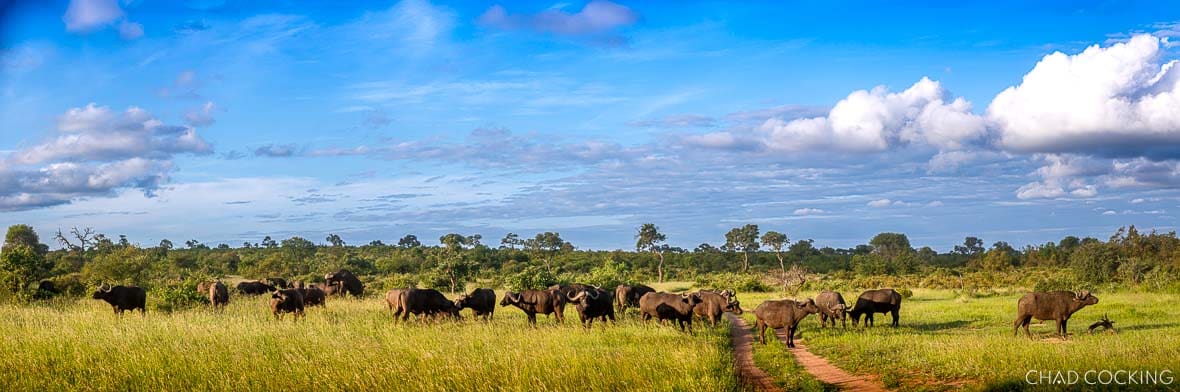 Large buffalo herd moving across open grassy plain in Timbavati