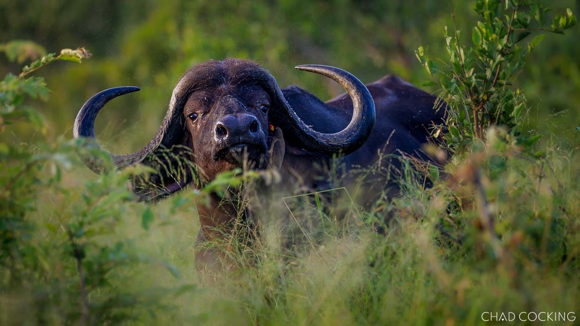 Buffalo bull standing in tall green grass in central Timbavati
