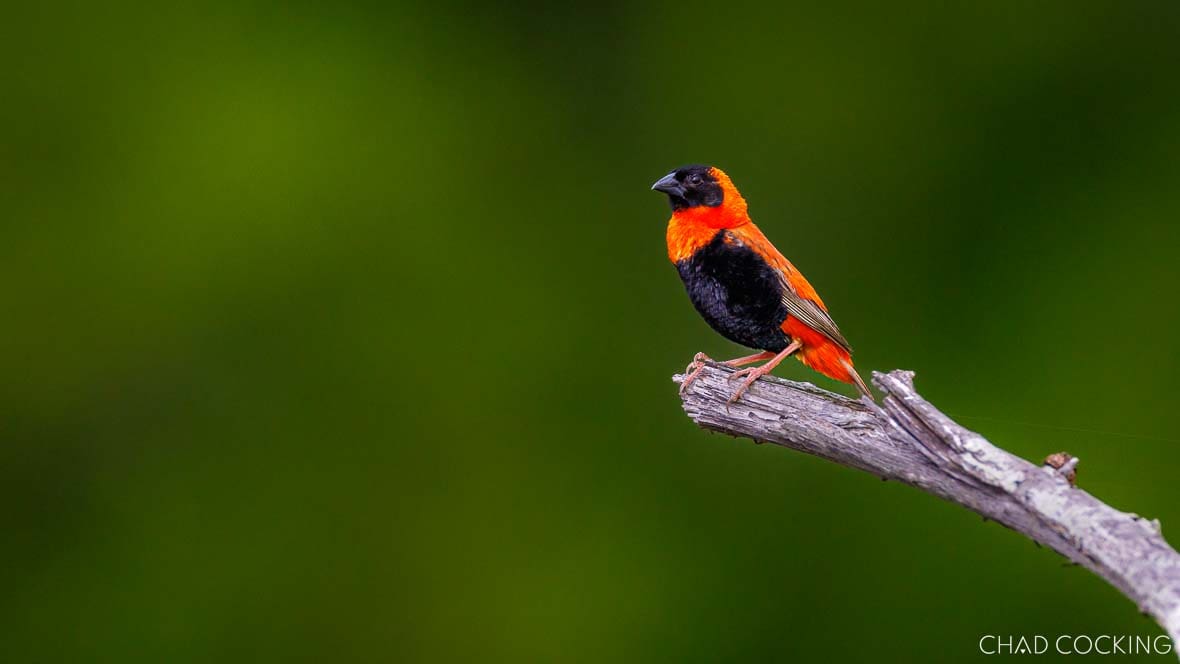 Male southern red bishop perched on branch in green summer bushveld in Timbavati