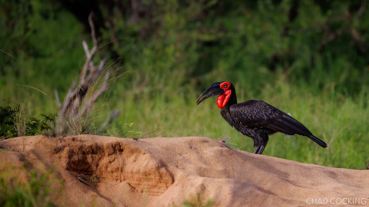Southern ground hornbill walking across sandy bank in summer in Timbavati