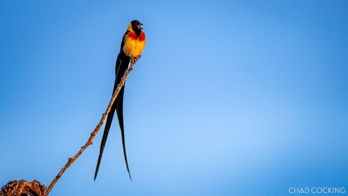 Male pin-tailed whydah in breeding plumage perched on twig against blue sky