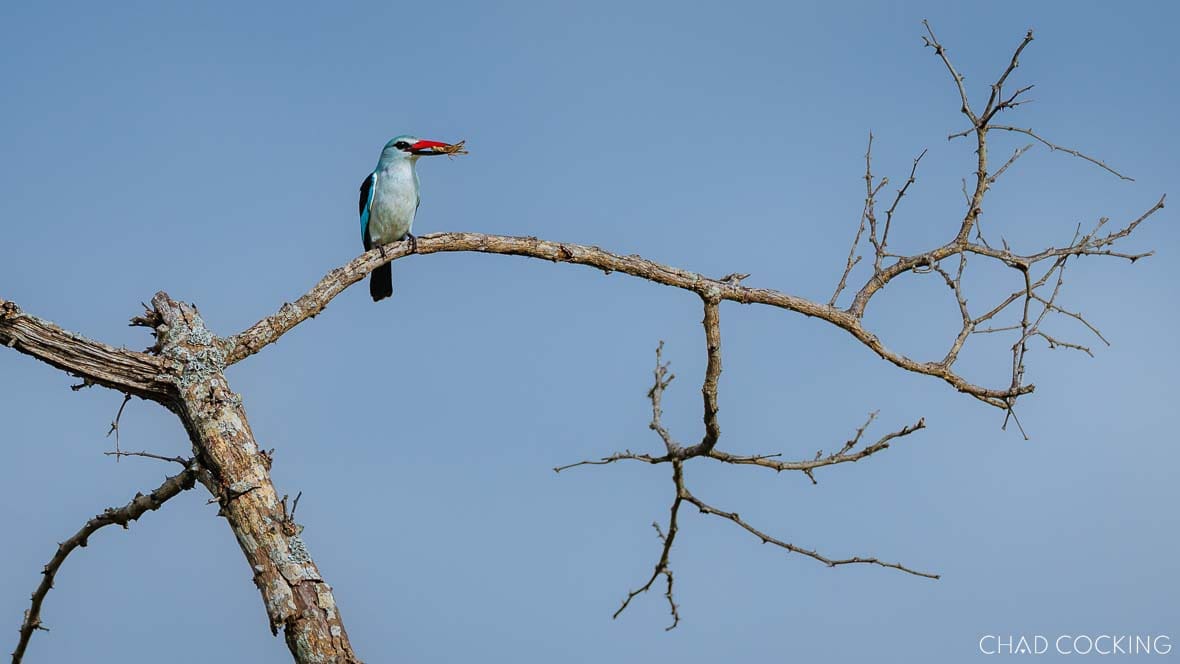 Woodland kingfisher perched on bare branch holding insect in beak in Timbavati