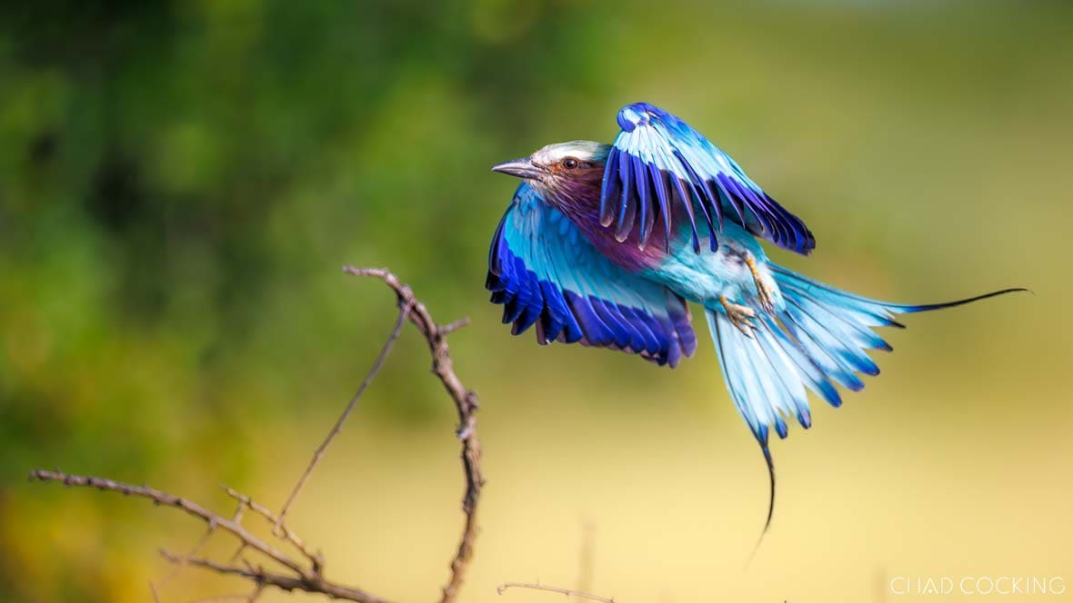 Lilac-breasted roller taking off from branch with wings spread in summer bushveld