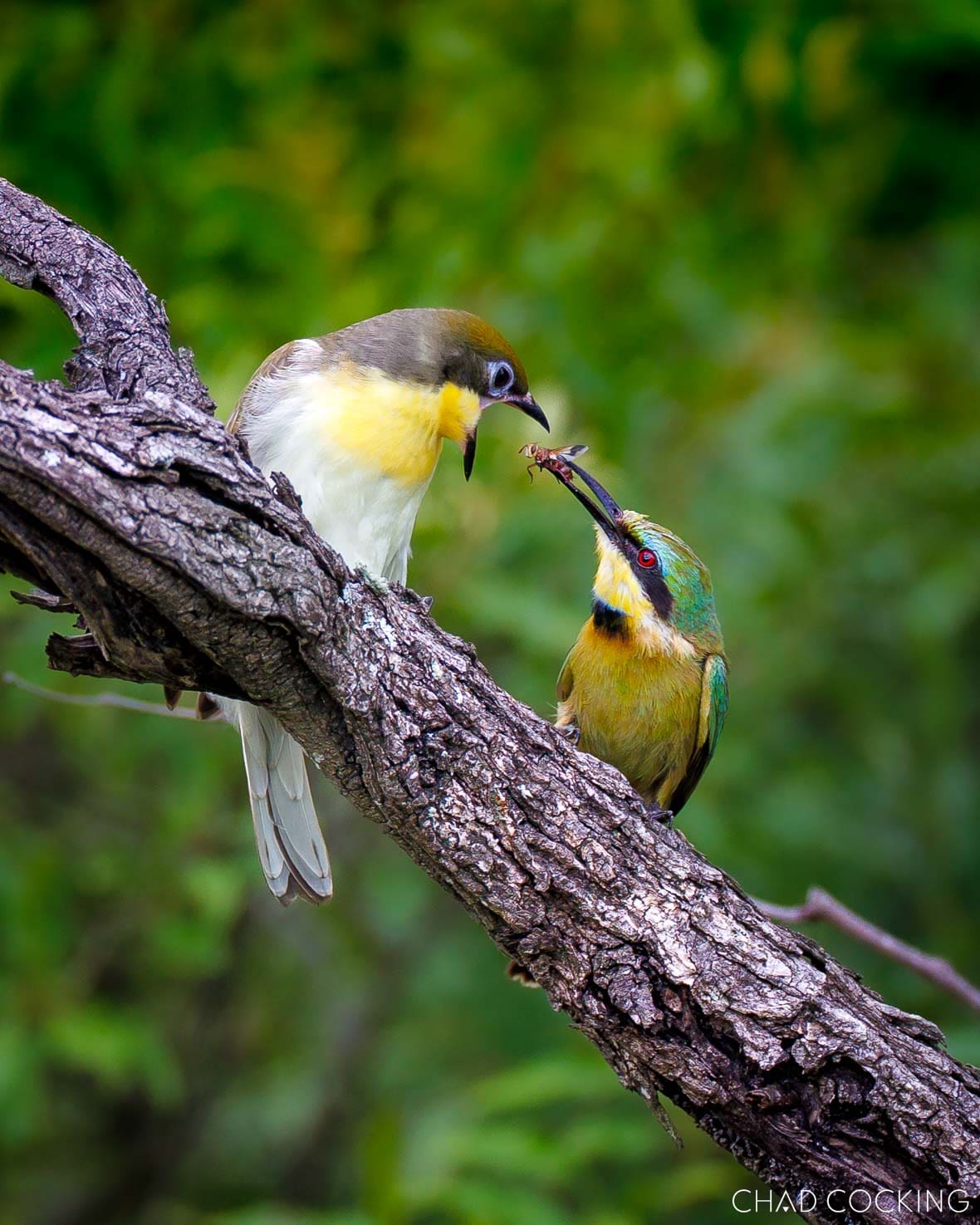 Little bee-eater feeding juvenile greater honeyguide on tree branch in Timbavati