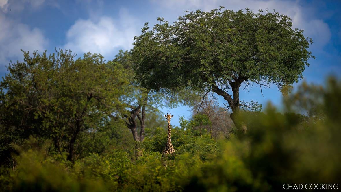 Giraffe standing among dense green summer bushveld in Timbavati