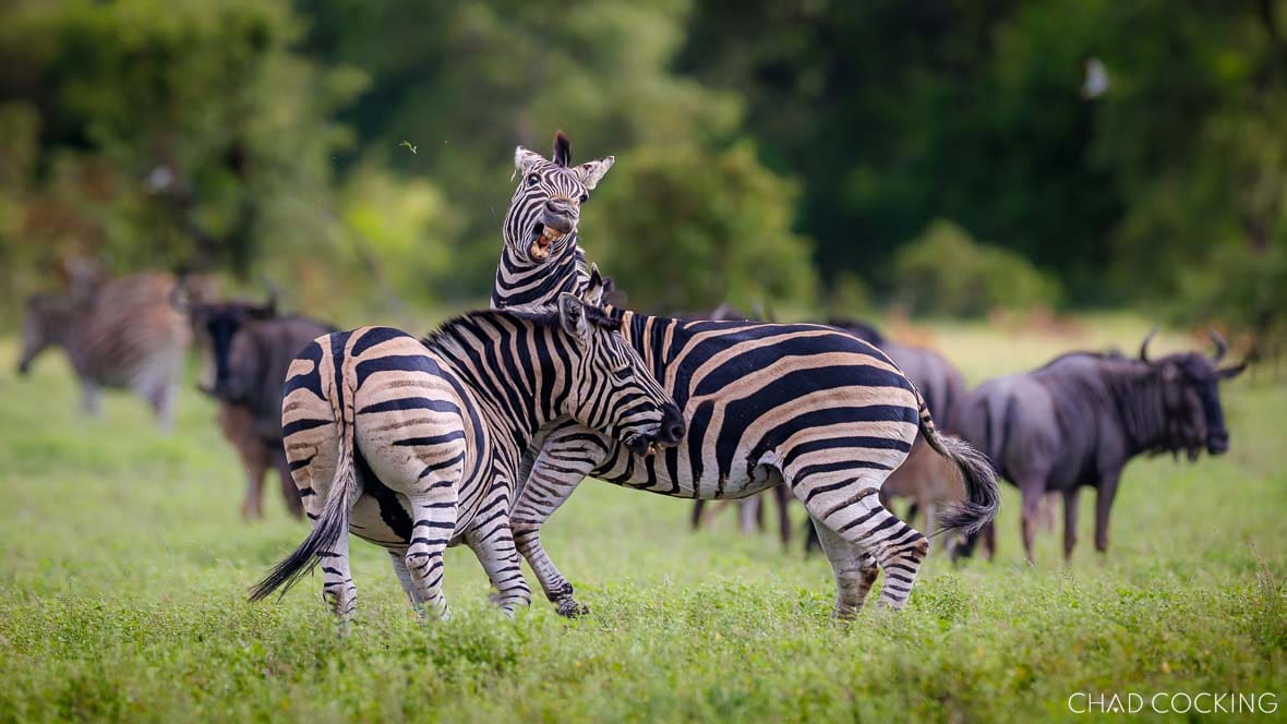 Zebras interacting in open green grassland with wildebeest herd in background in Timbavati