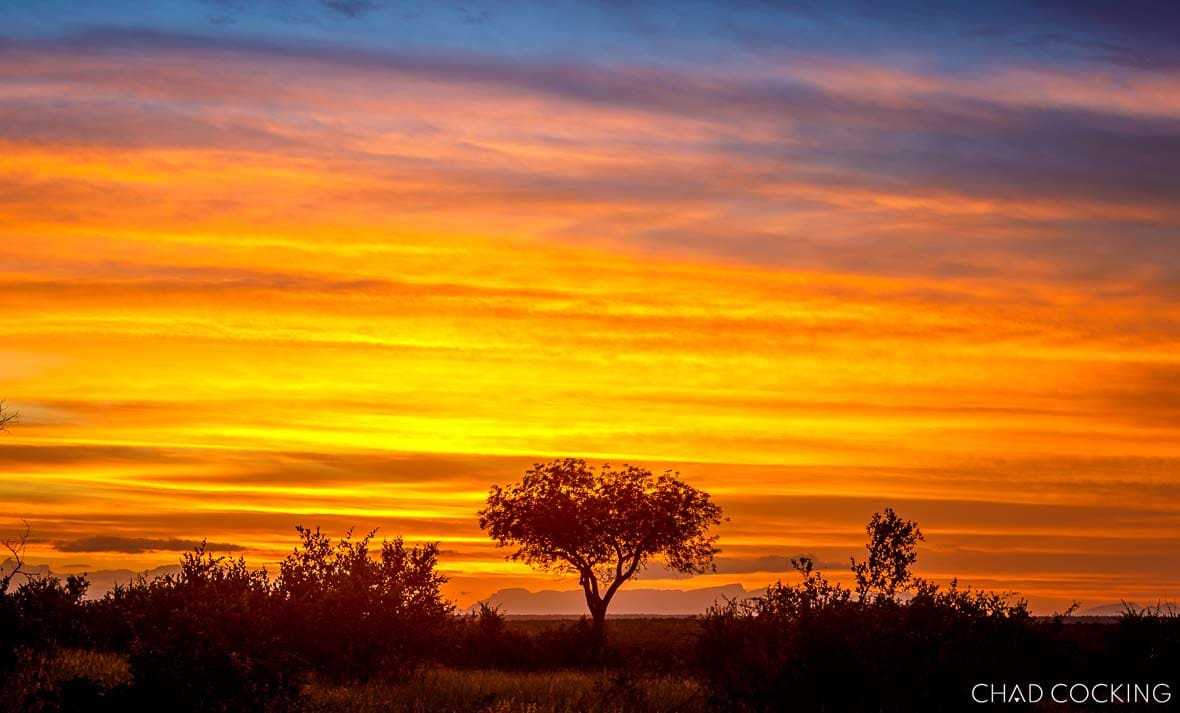 Golden summer sunset over bushveld silhouette in Timbavati Game Reserve