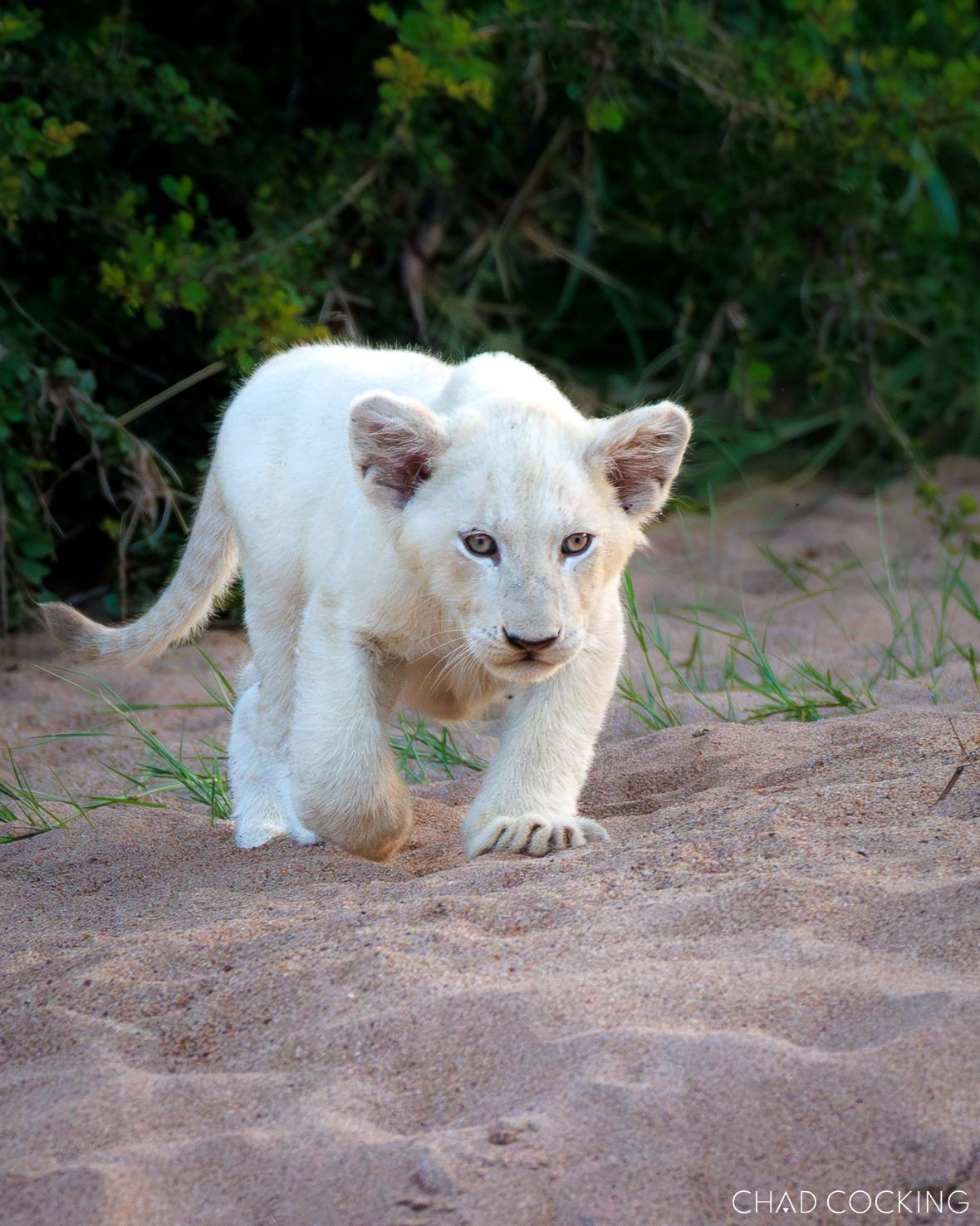 Lion cubs playing on a sandy riverbed in the Timbavati, South Africa 