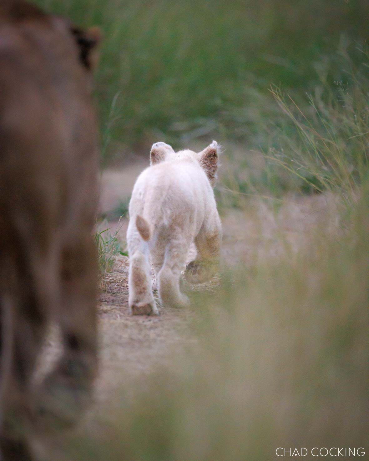 White lion cub following its mother through the bush in the Timbavati, South Africa 