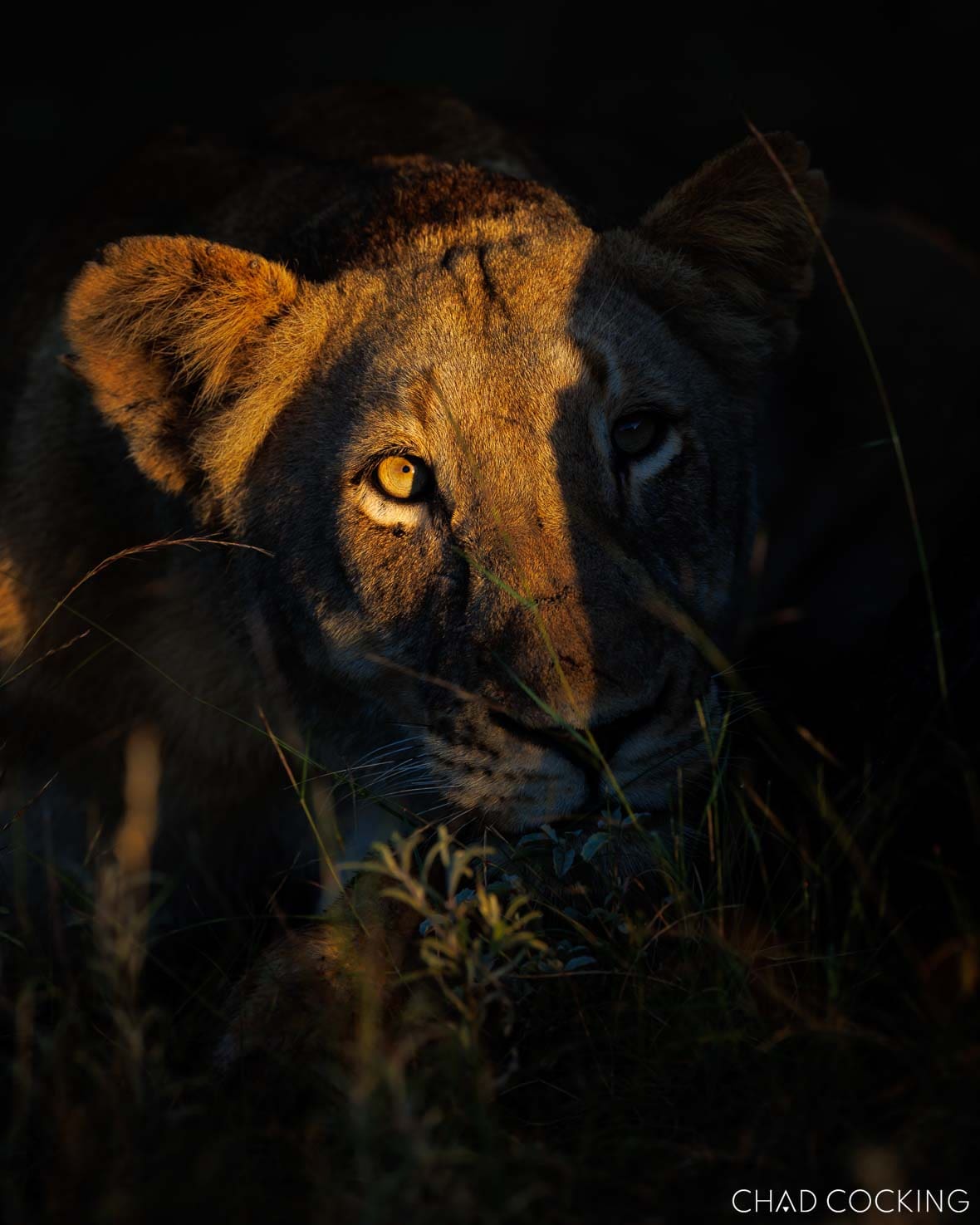 Mayambula Pride lioness close-up portrait in the Timbavati, South Africa 