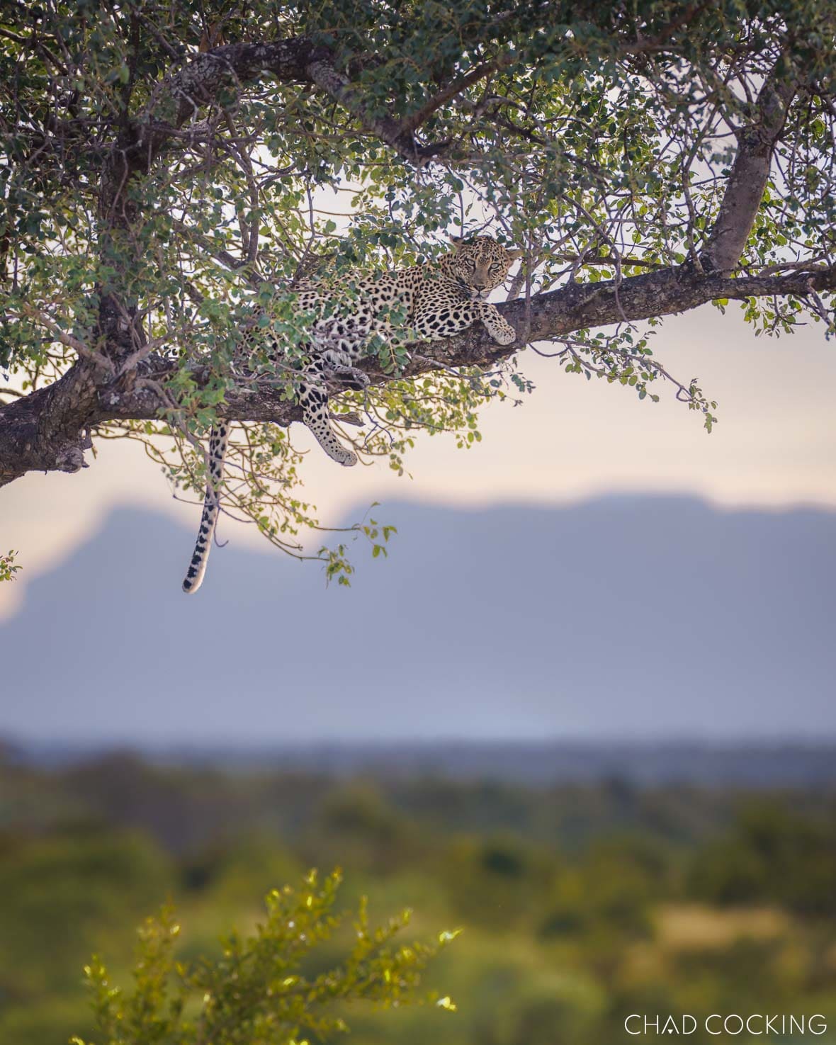 Leopard resting in a marula tree in the Timbavati, South Africa 