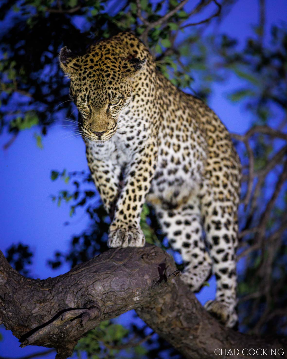Nyeleti leopard looking down from a tree in the Timbavati, South Africa