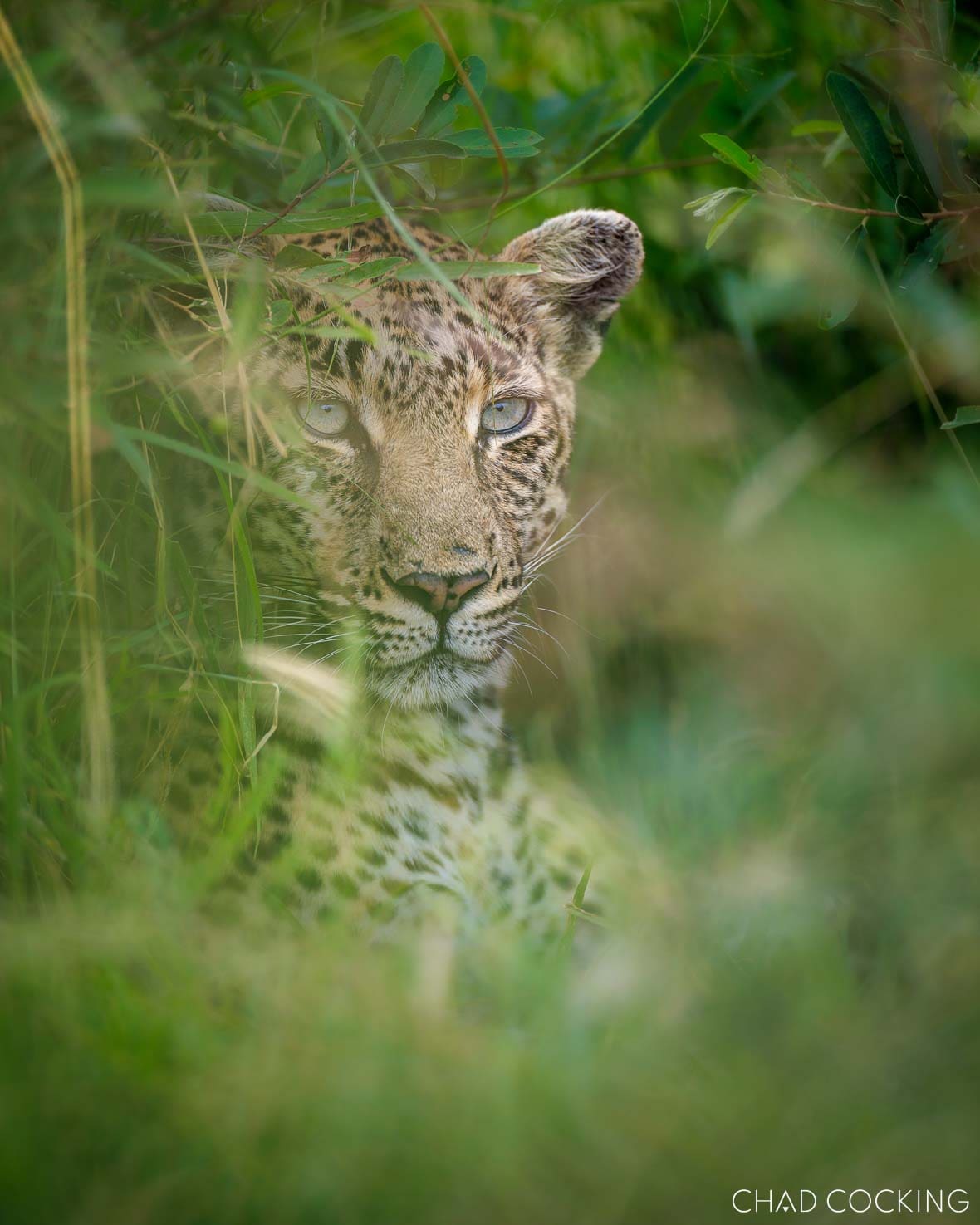Young leopard peering through long grass in the Timbavati, South Africa