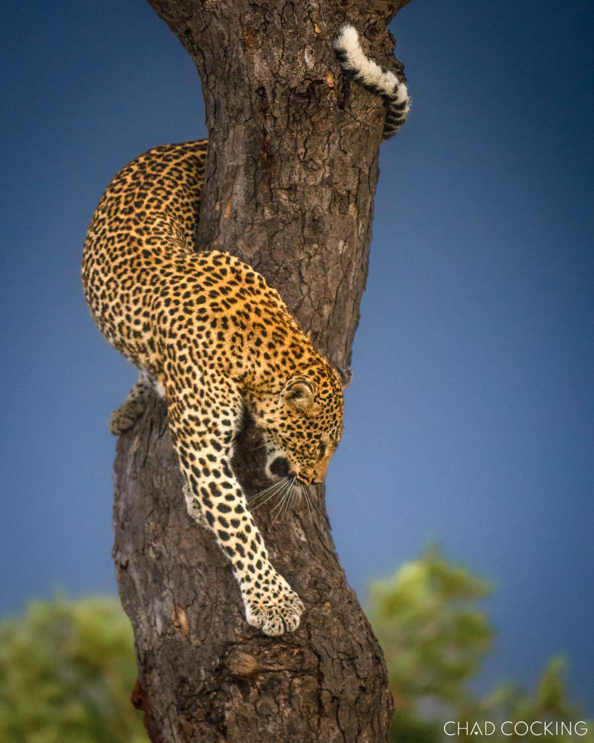 Dzindza leopard descending a tree trunk in the Timbavati, South Africa