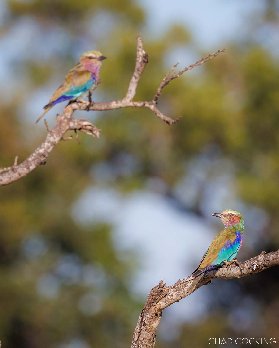 Two lilac-breasted rollers perched in a tree in the Timbavati, South Africa 