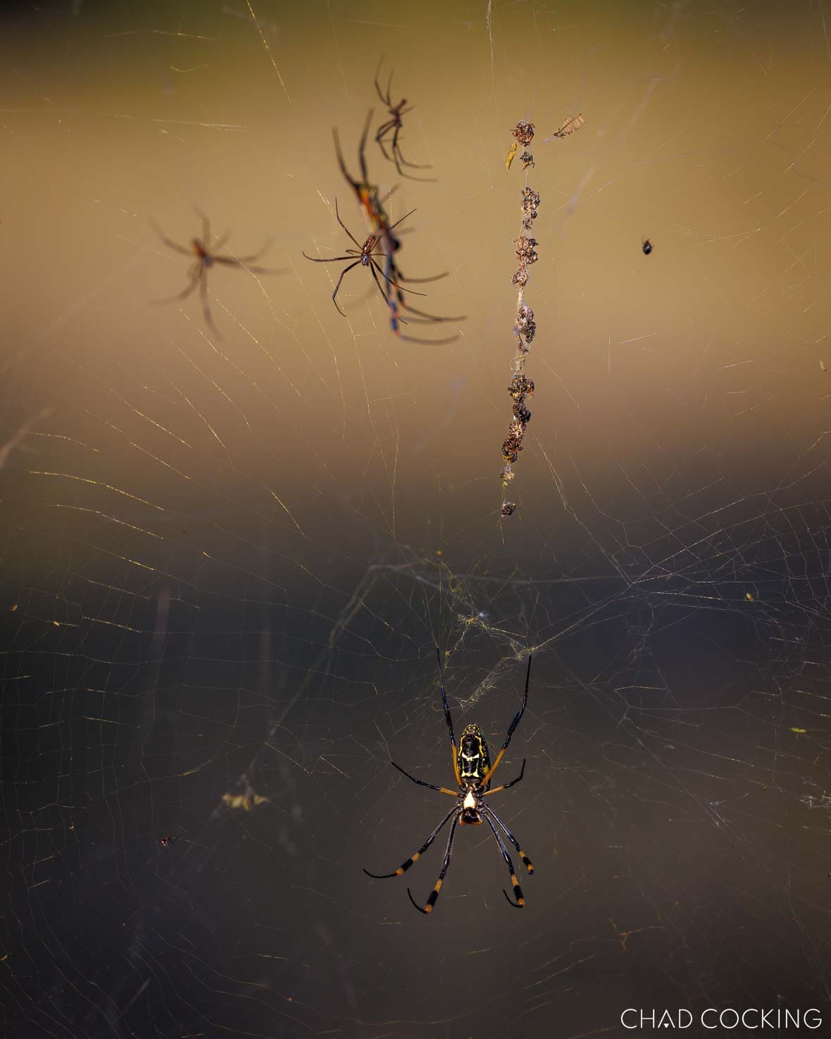 Golden orb web spider on its web in the Timbavati, South Africa 