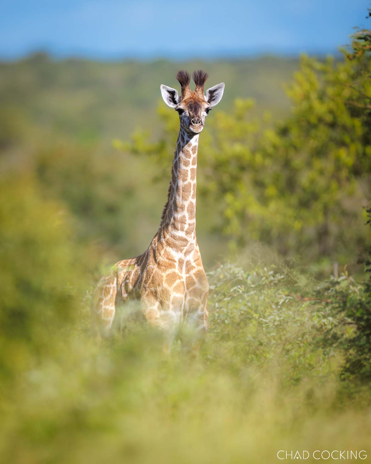 Young giraffe standing in the summer bush in the Timbavati, South Africa 