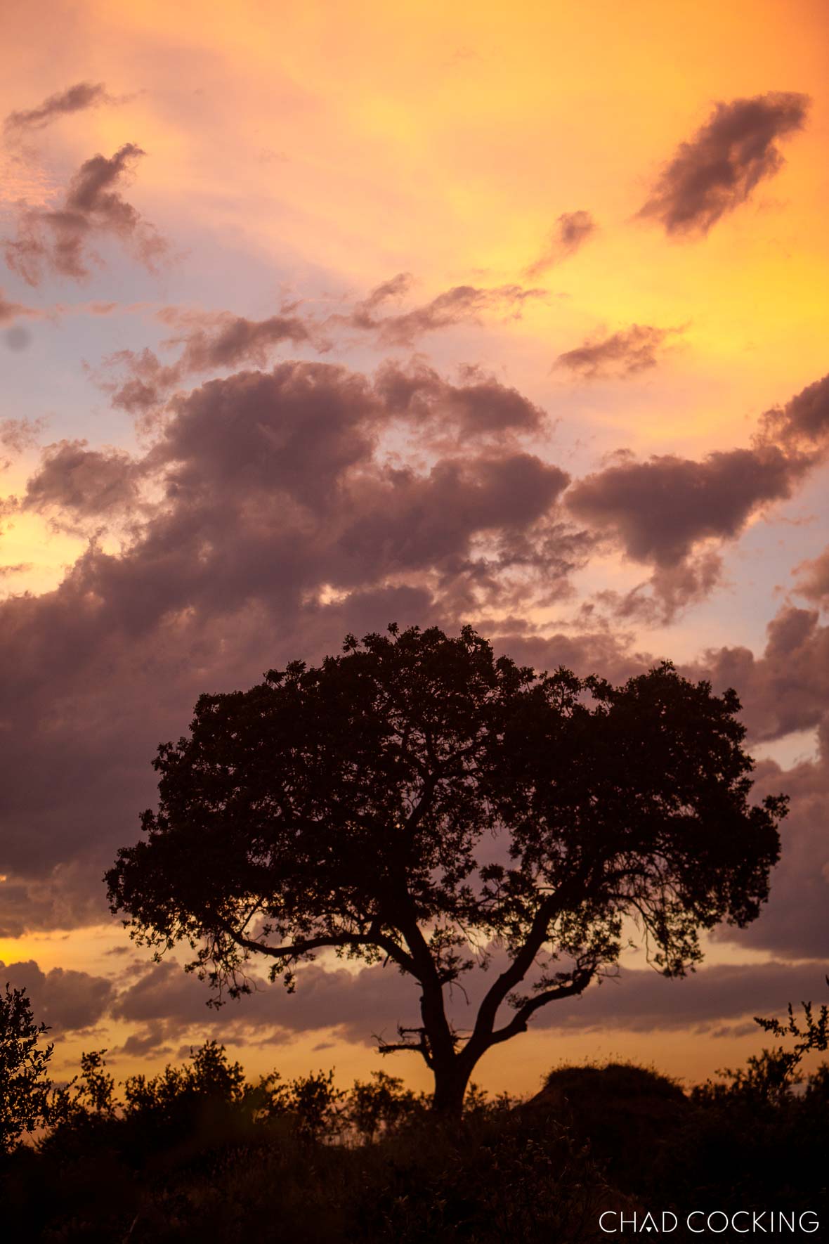 Marula tree silhouetted against a sunset sky in the Timbavati, South Africa