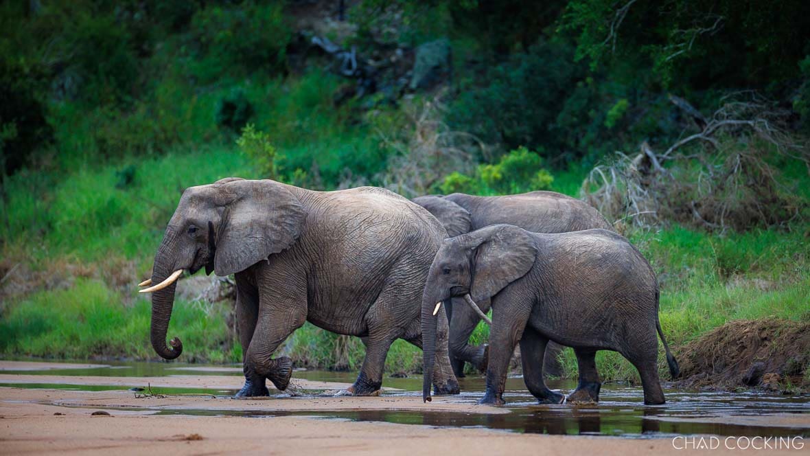 Elephants drinking at a river in the Timbavati, South Africa
