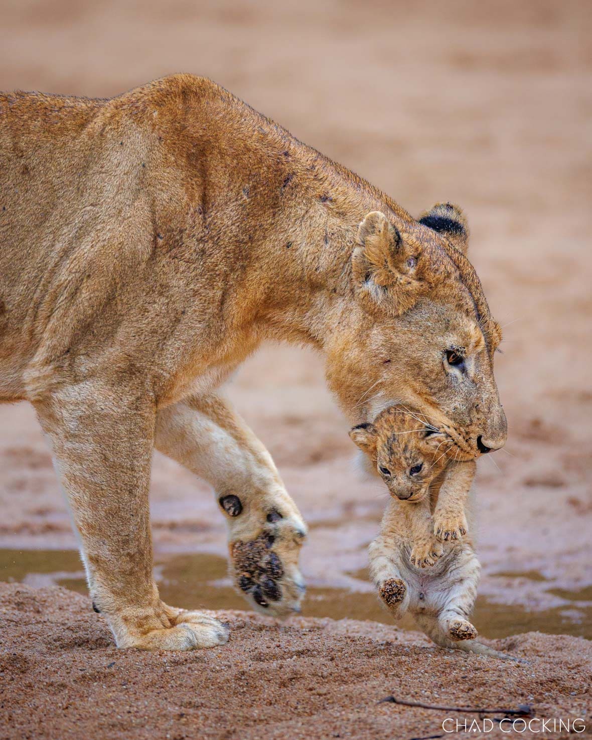 Sark Breakaway lioness carrying a newborn cub in the Timbavati, South Africa