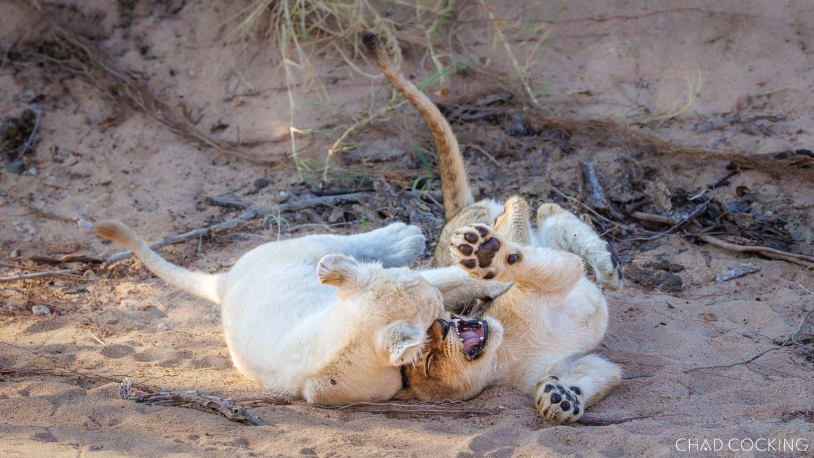 White lion cub walking in the Timbavati, South Africa 