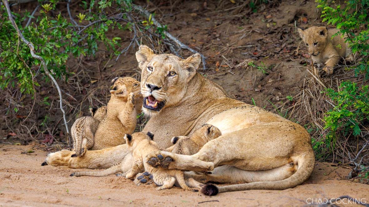 Sark Breakaway lioness with newborn cubs at a den site in the Timbavati, South Africa
