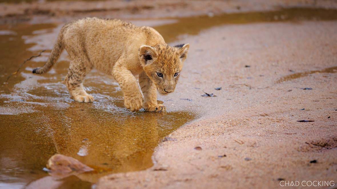 Sark Breakaway lion cub investigating a puddle on a sandy riverbed in the Timbavati, South Africa