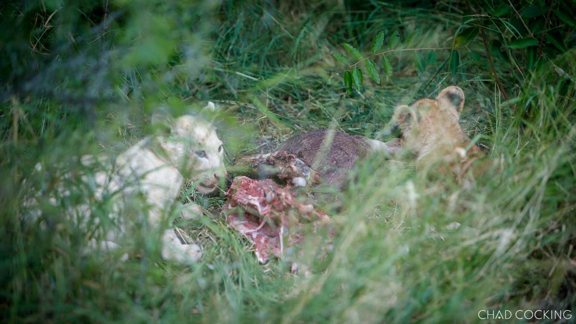White lion cub and sibling feeding on an aardvark kill in the Timbavati, South Africa 