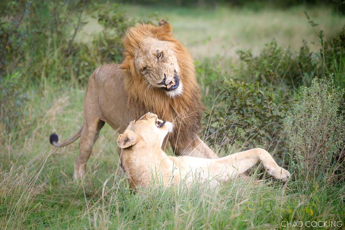 Nkombo male lion mating with a Sark Breakaway lioness in the Timbavati, South Africa