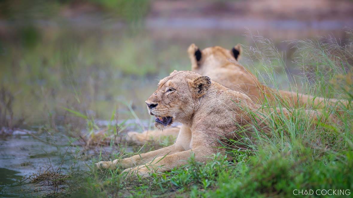 Giraffe Pride lionesses resting beside a river in the Timbavati, South Africa