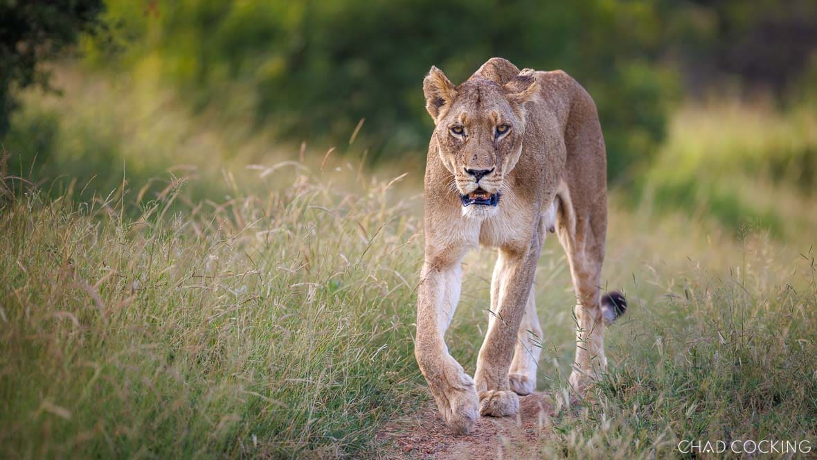 Lioness walking along a track in the Timbavati, South Africa 