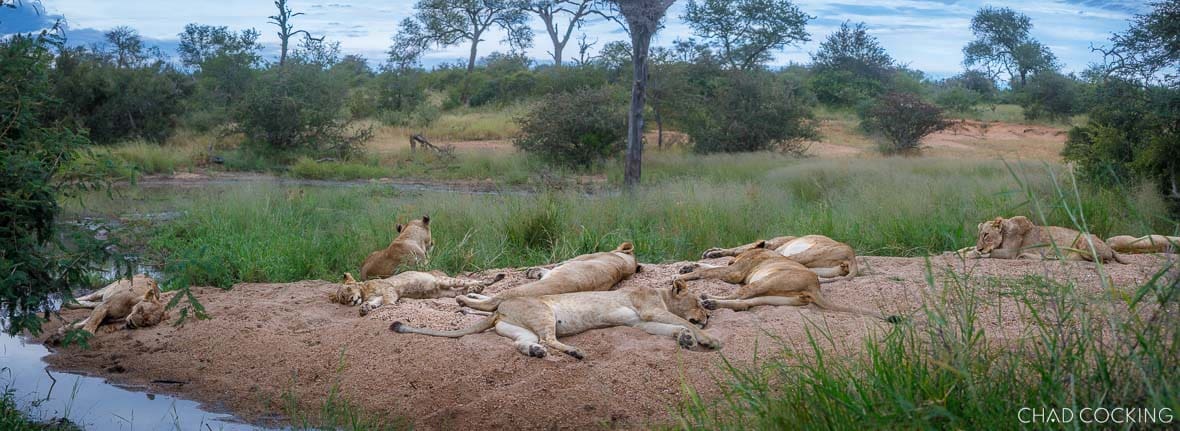 Giraffe Pride lionesses resting on a sandbank beside a dam in the Timbavati, South Africa
