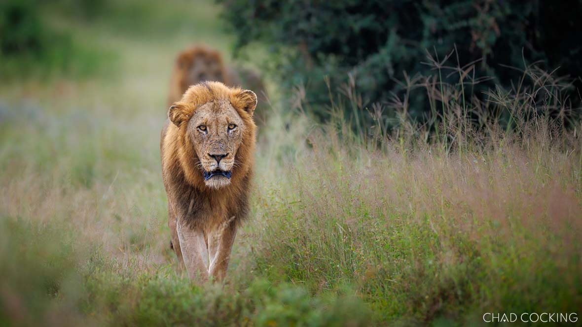 Nkombo male lions walking through long grass in the Timbavati, South Africa