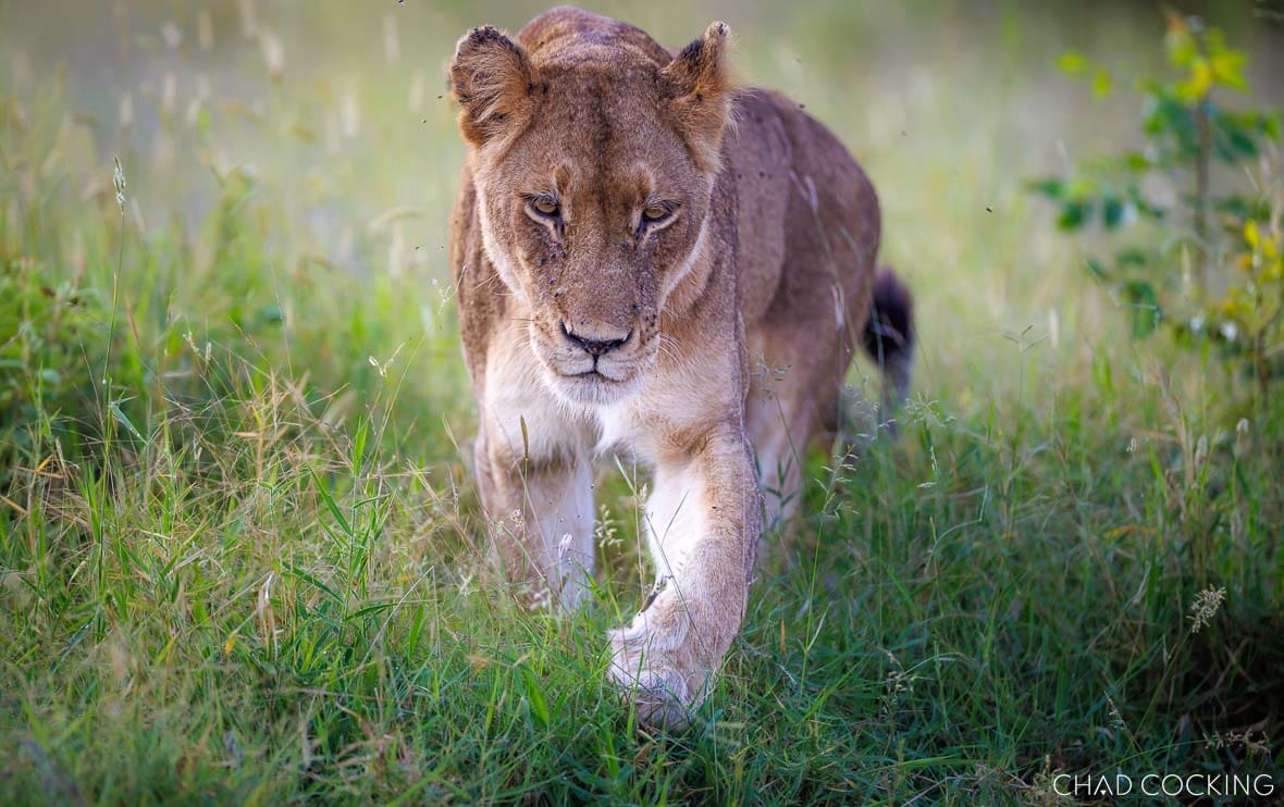 River Pride lioness walking through long grass in the Timbavati, South Africa