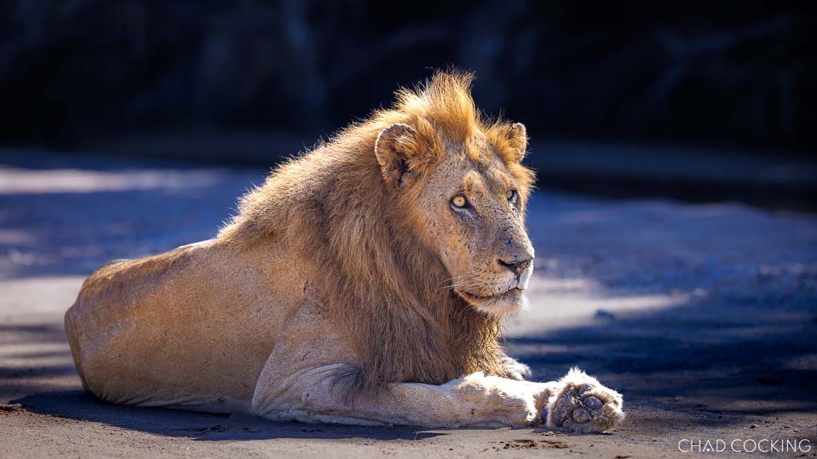 Nkombo male lion resting on a riverbed in the Timbavati, South Africa 