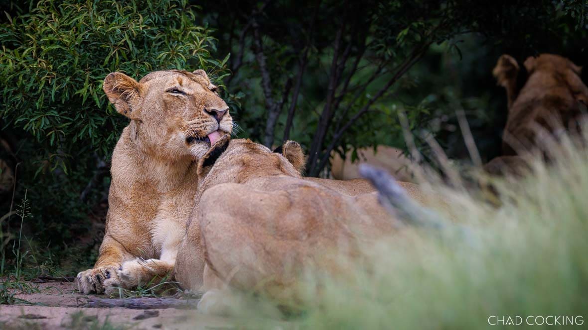 River Pride lionesses grooming in the shade in the Timbavati, South Africa
