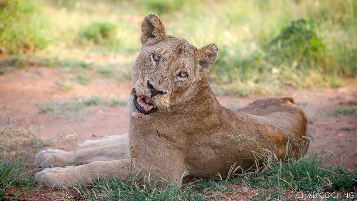 Injured Sark Breakaway lioness resting in the Timbavati, South Africa 