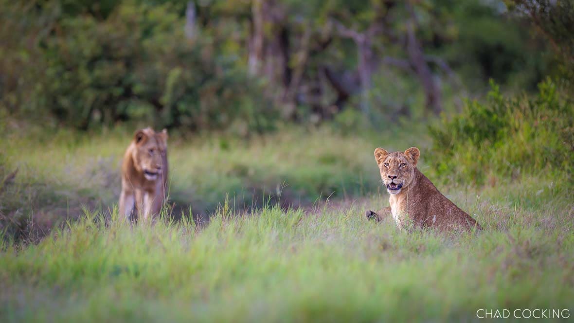 Sark Breakaway lionesses in long grass in the Timbavati, South Africa
