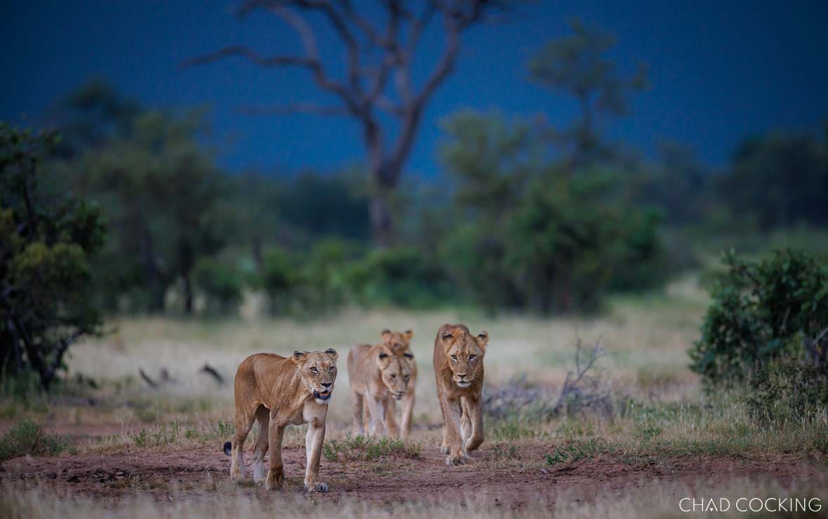 River Pride lionesses walking along a track in the Timbavati, South Africa 