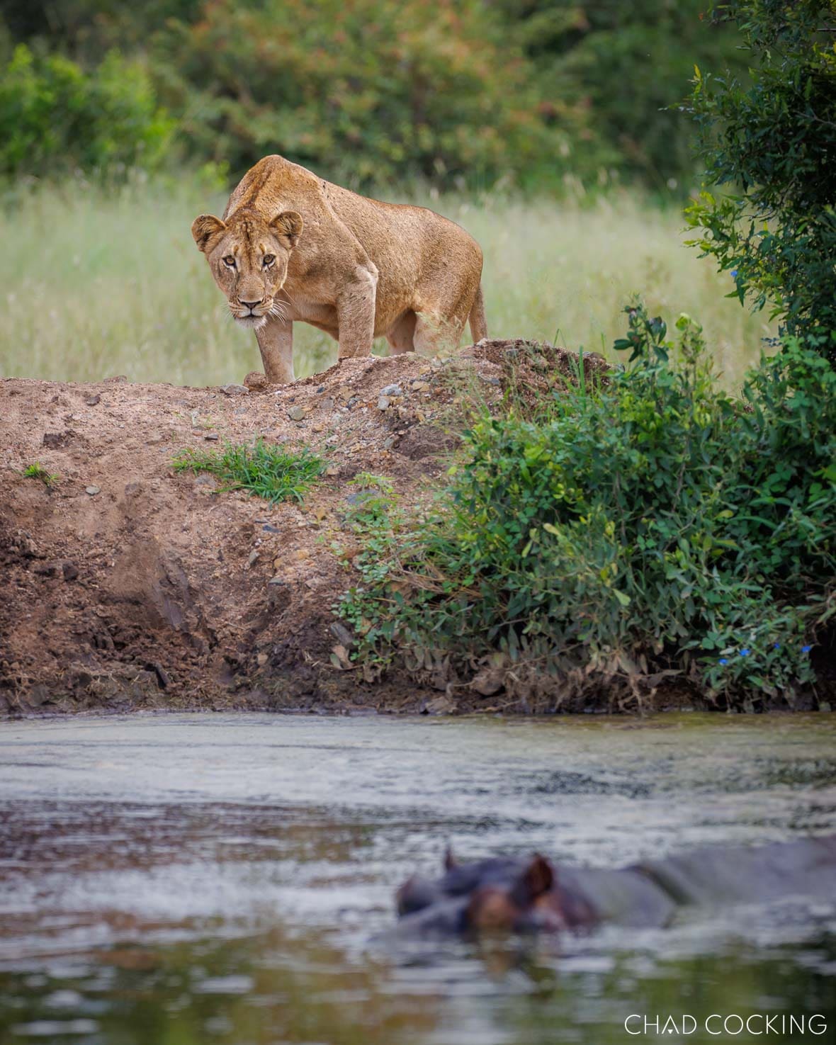 Lioness standing on a riverbank above a hippo in the Timbavati, South Africa
