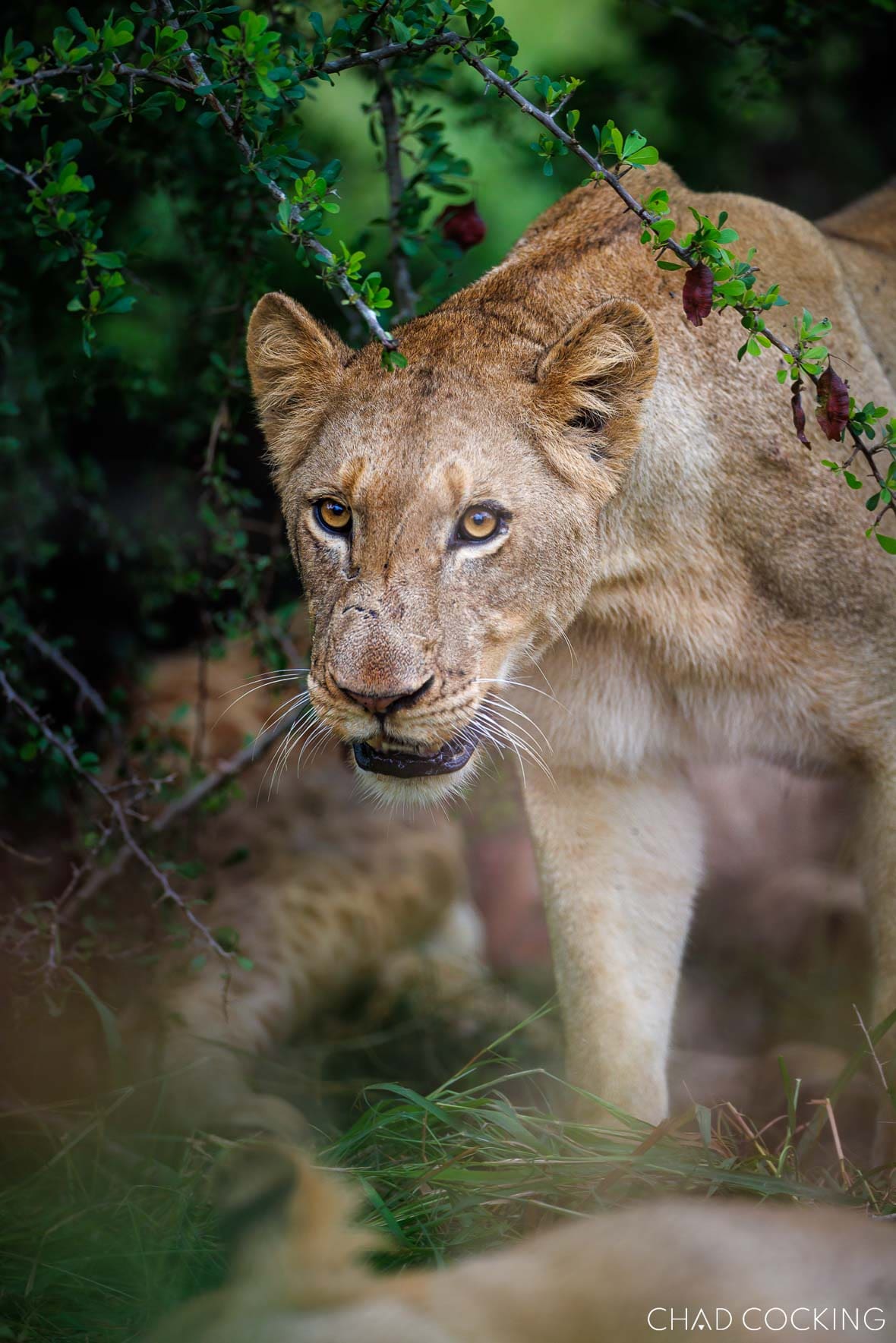 A lioness stands on the riverbank above a hippo in the Timbavati Private Nature Reserve, Greater Kruger. With the rivers running well throughout March 2026 following an exceptional summer of rainfall, scenes like this became part of the daily rhythm of game drives at Tanda Tula.
