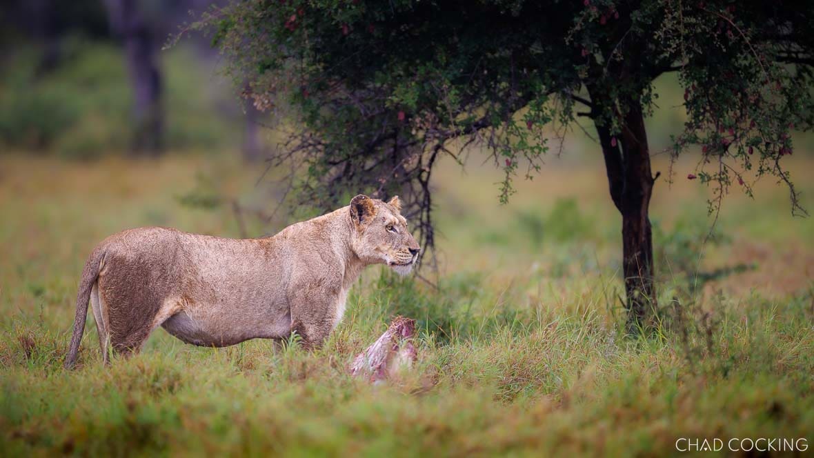 Mayambula Pride lioness with a wildebeest kill on Tortillis Plains in the Timbavati, South Africa

